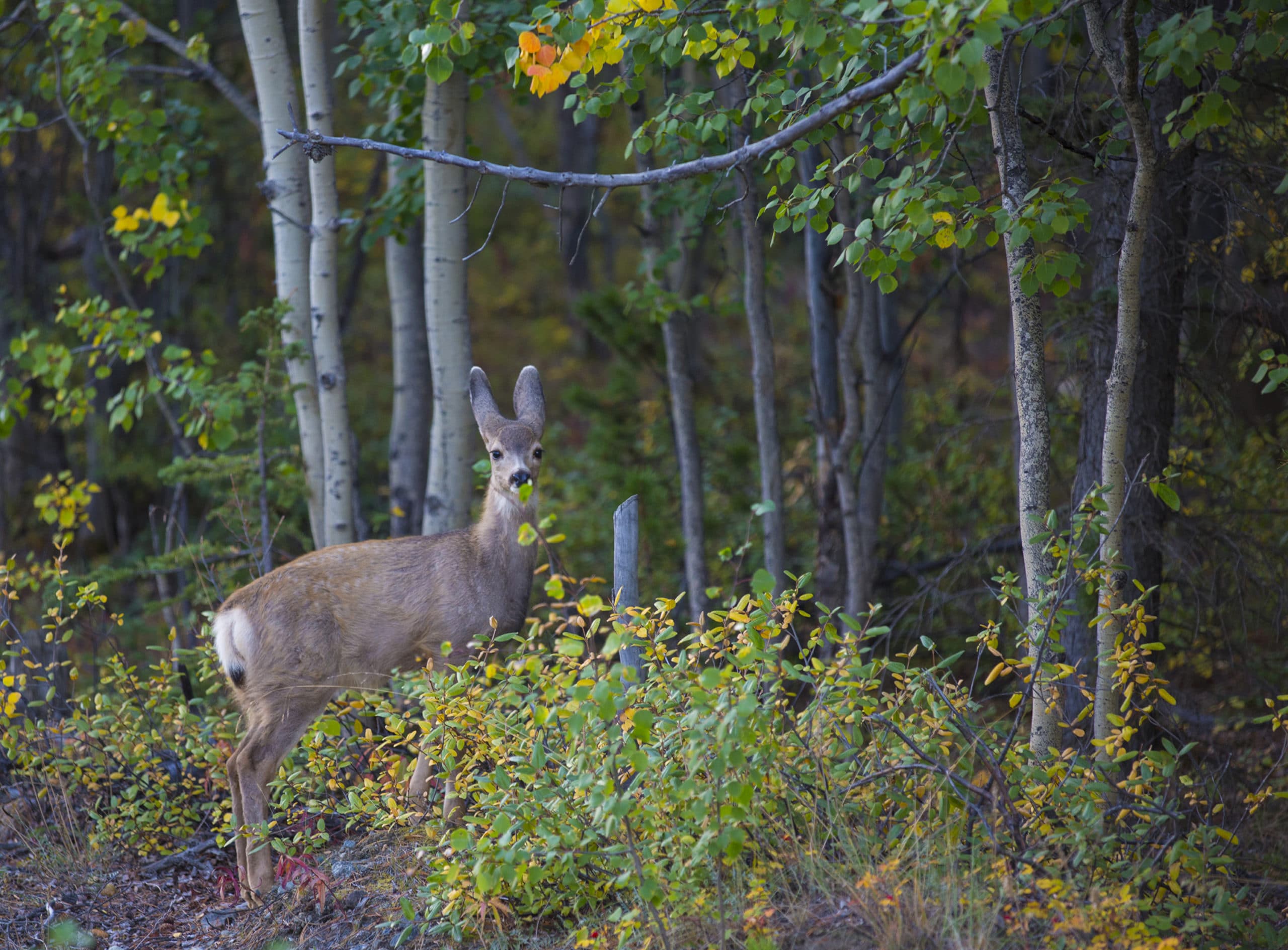 Elegant deer standing in autumn forest woodland.