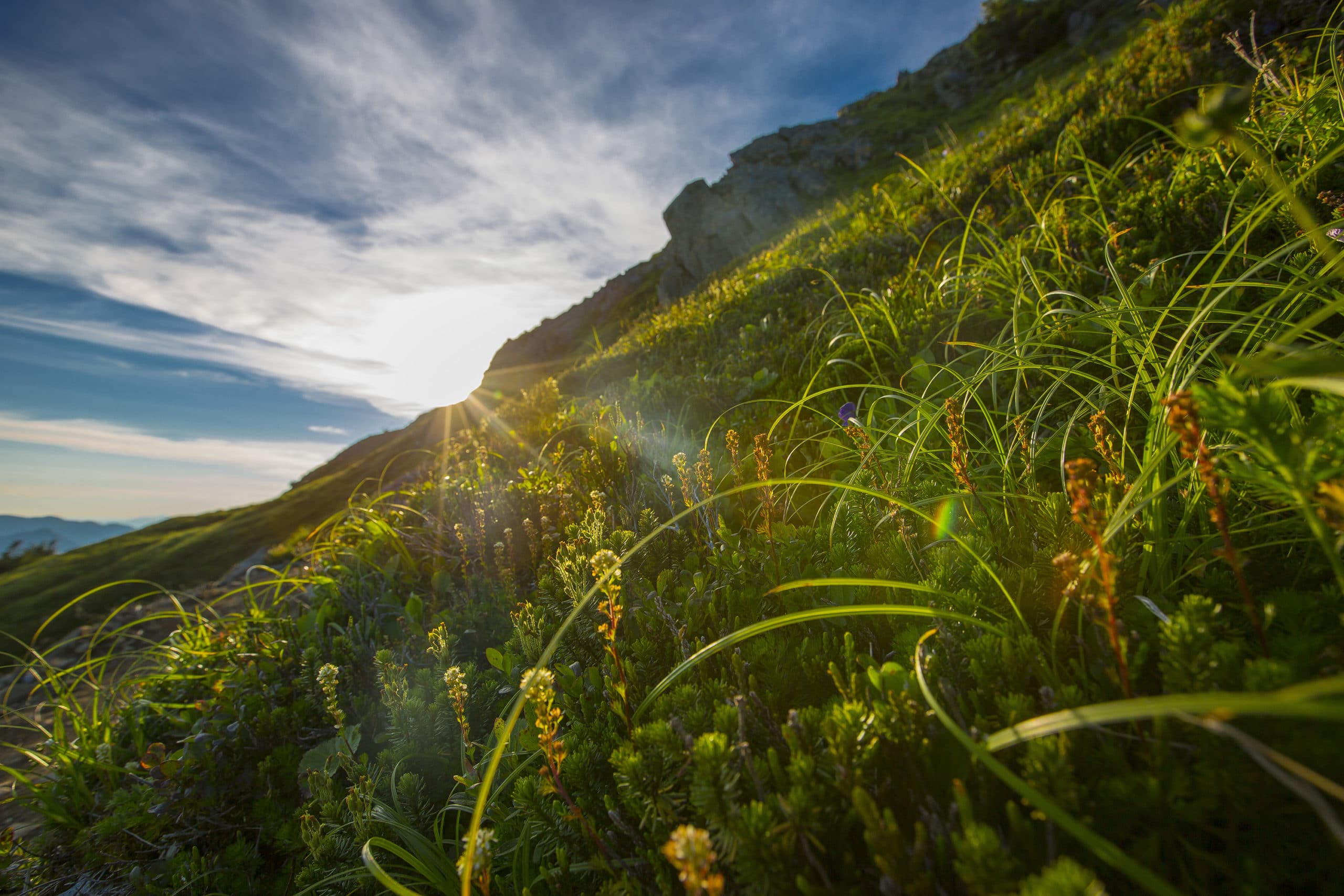 Close-up of mountain flora with sunlight rays, scenic outdoor nature background.