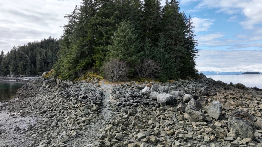 Rocky spit with spruce trees at low tide