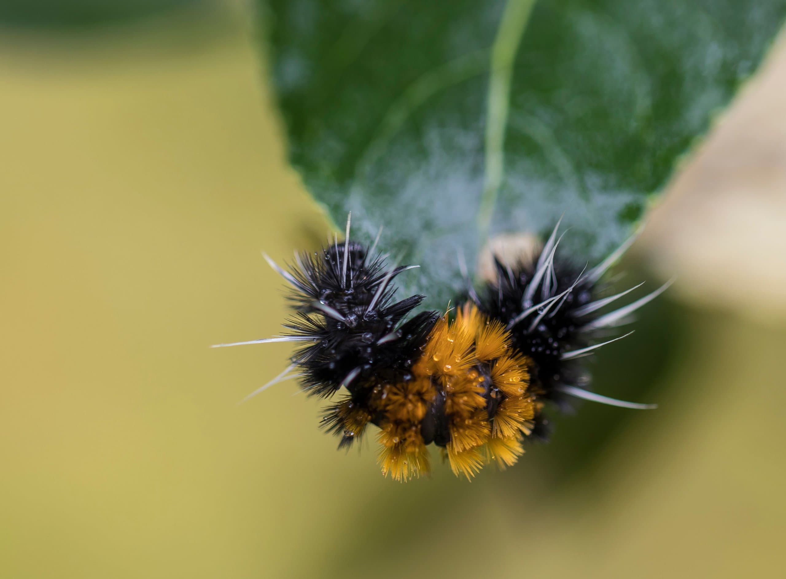 Close-up of black and yellow caterpillar on green leaf, detailed macro photography of insect life cycle.