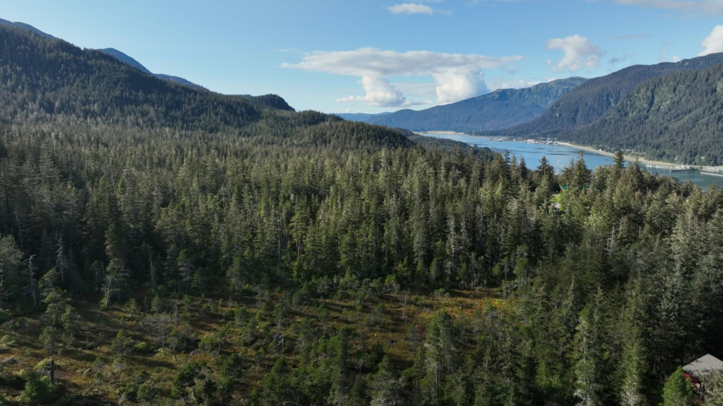 Forest and muskeg on a hillside with water in the distance