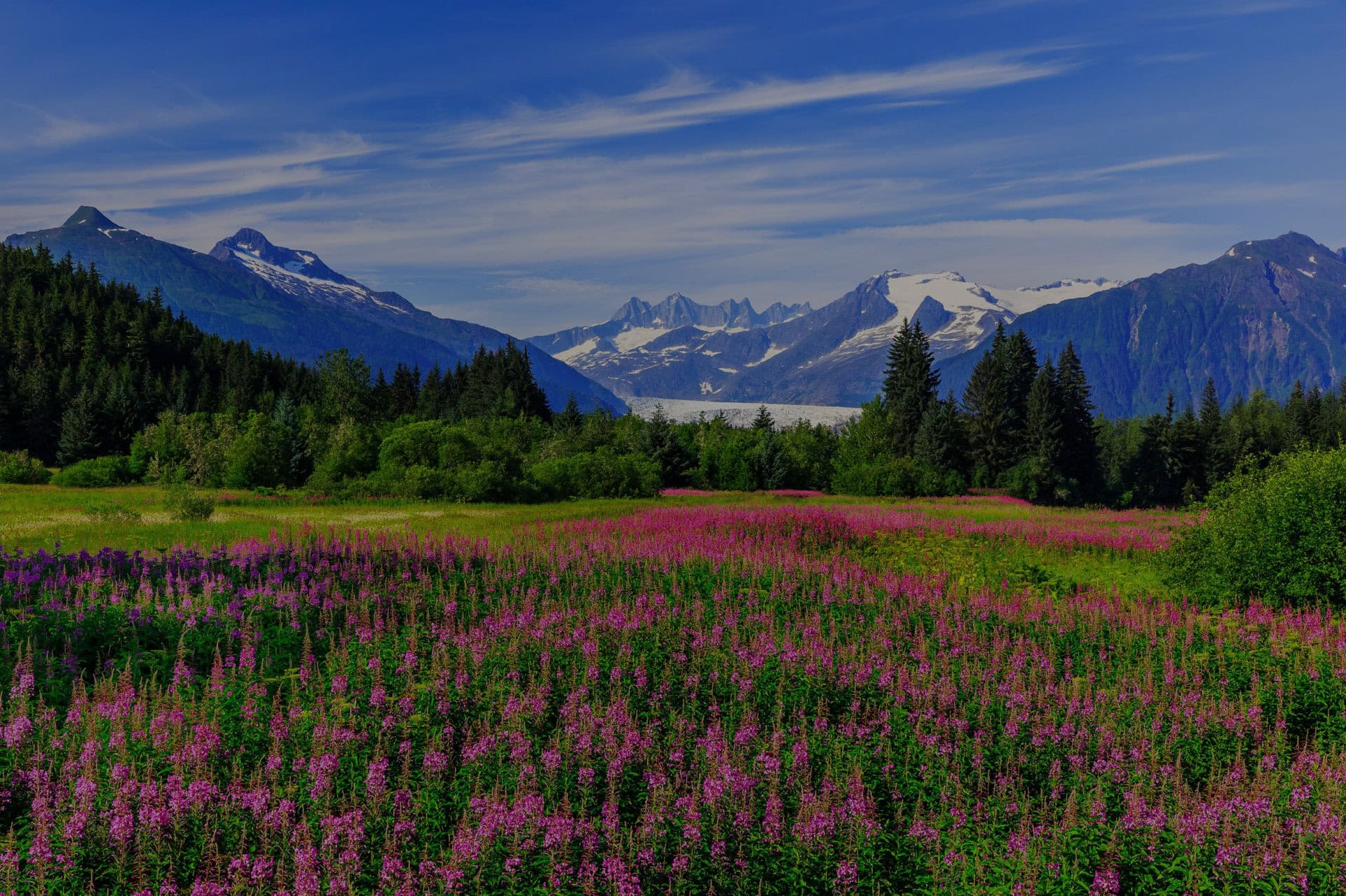 Vivid mountain landscape featuring snow-capped peaks, lush green trees, and vibrant purple and pink wildflowers in a meadow.
