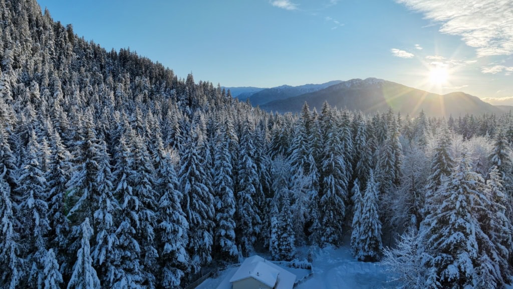Low winter sun over snow-loaded spruce