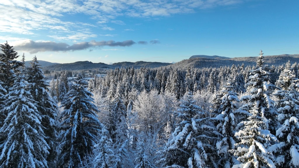 Snowy forest canopy with mountains under a blue sky