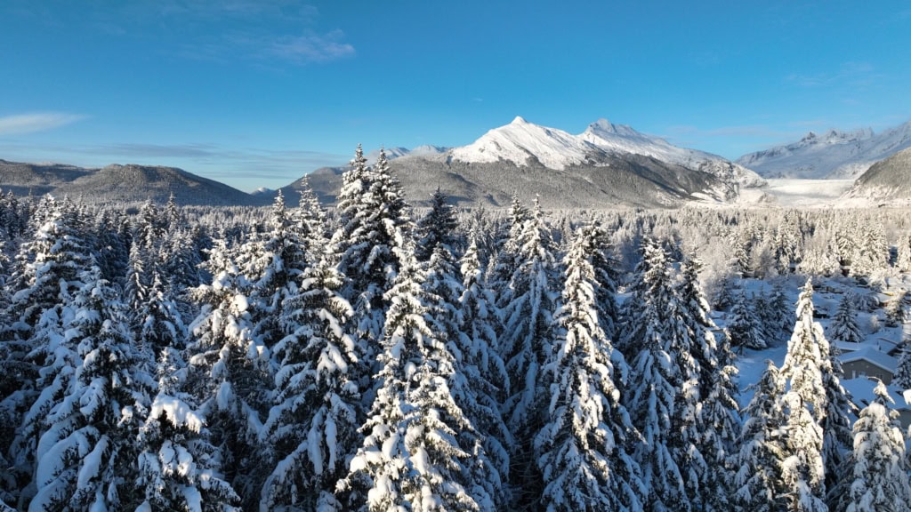 Snow-covered spruce in front of a sunlit mountain peak