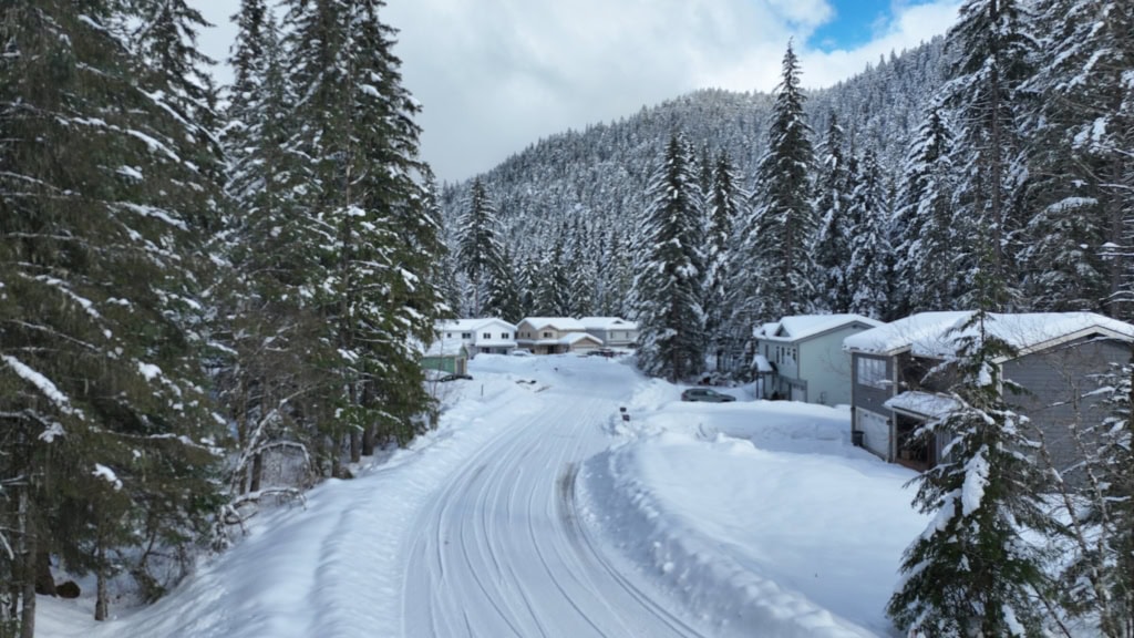 A plowed residential street lined with snowy spruce