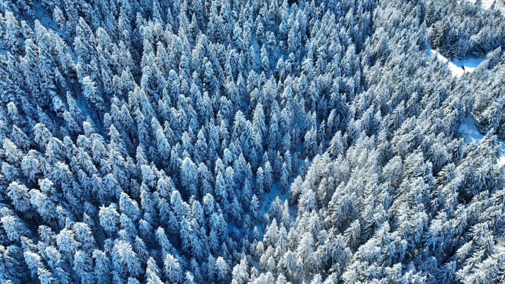 Overhead view of frosted spruce treetops