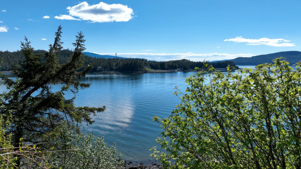 View through spruce branches to calm water and mountains