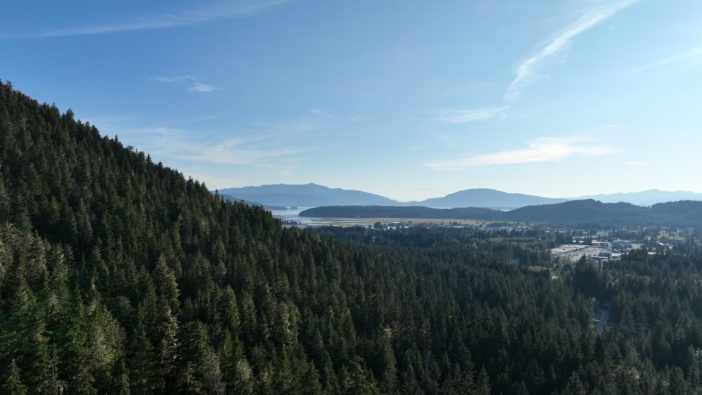 Forested hillside above the Mendenhall Valley