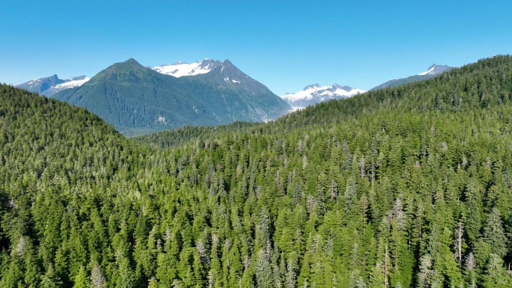 Forest canopy with snow-capped mountains beyond