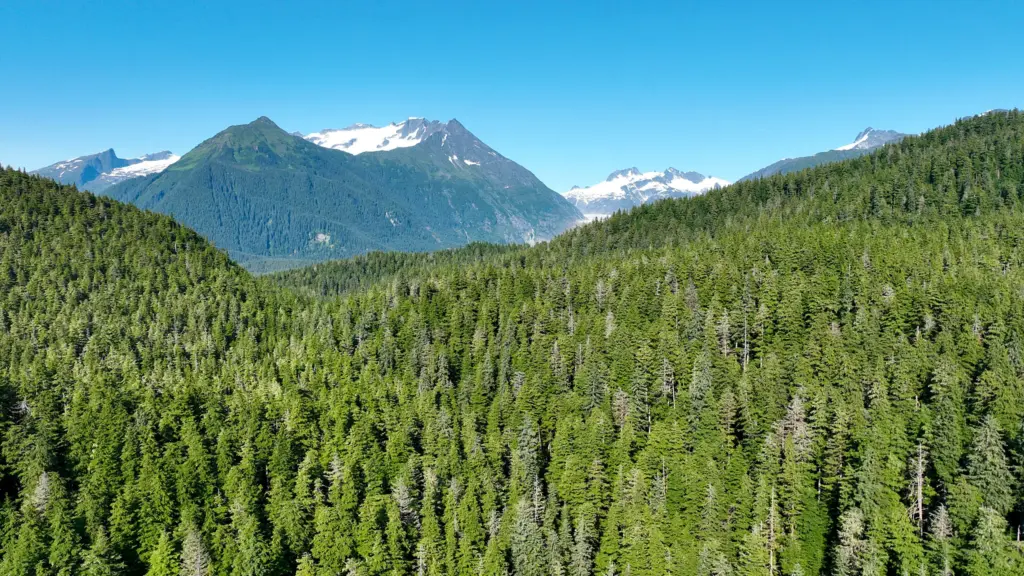 Dense green spruce and hemlock rainforest rolling toward snow-streaked mountains near Juneau, Alaska