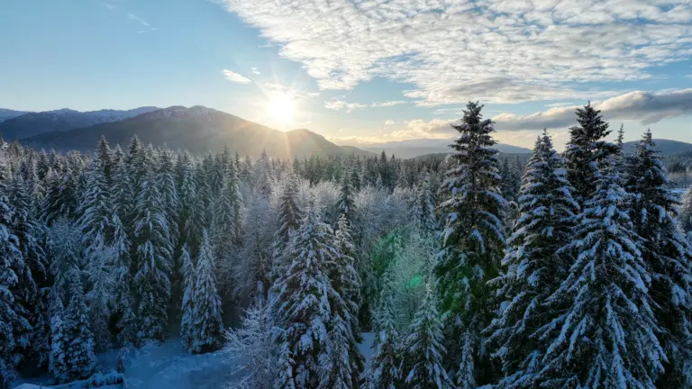 Snowy forest at sunrise