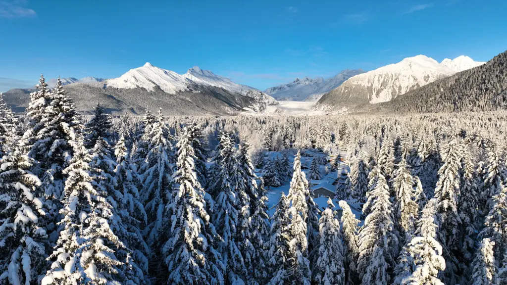 Snow-laden spruce forest and a snowy neighborhood below Mendenhall Glacier and white peaks