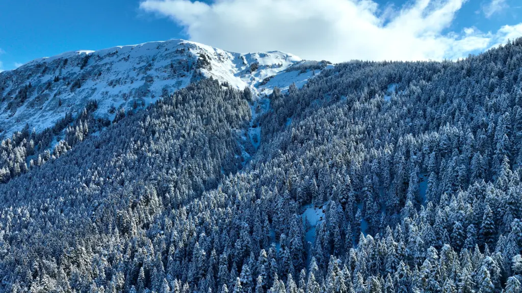 A steep snow-covered mountainside of frosted evergreen trees under blue sky and white clouds