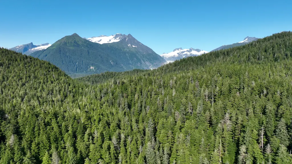 Snow-dusted peaks rising above a dense green spruce forest