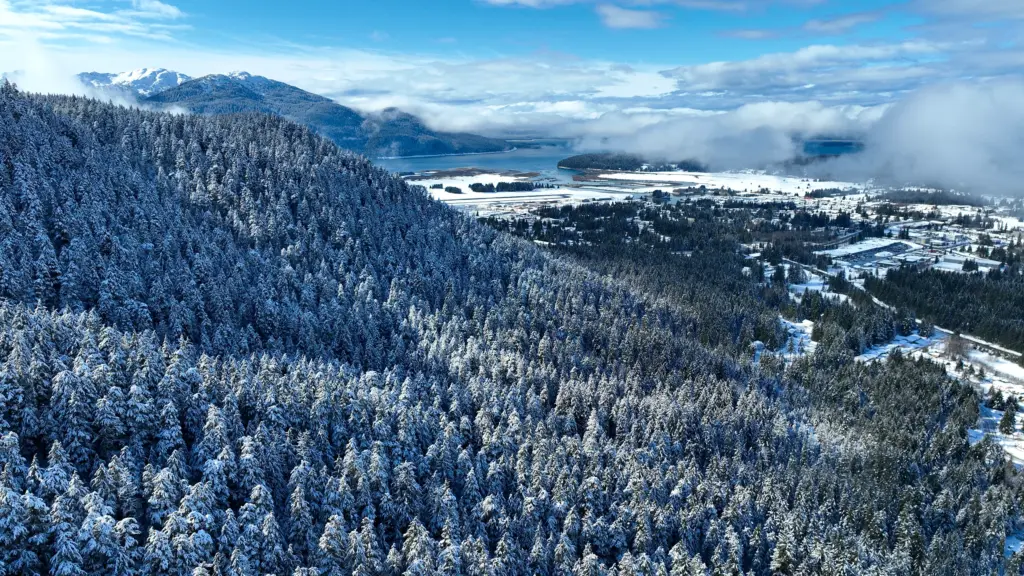Snow-covered mountains and forest above a valley under a bright winter sky