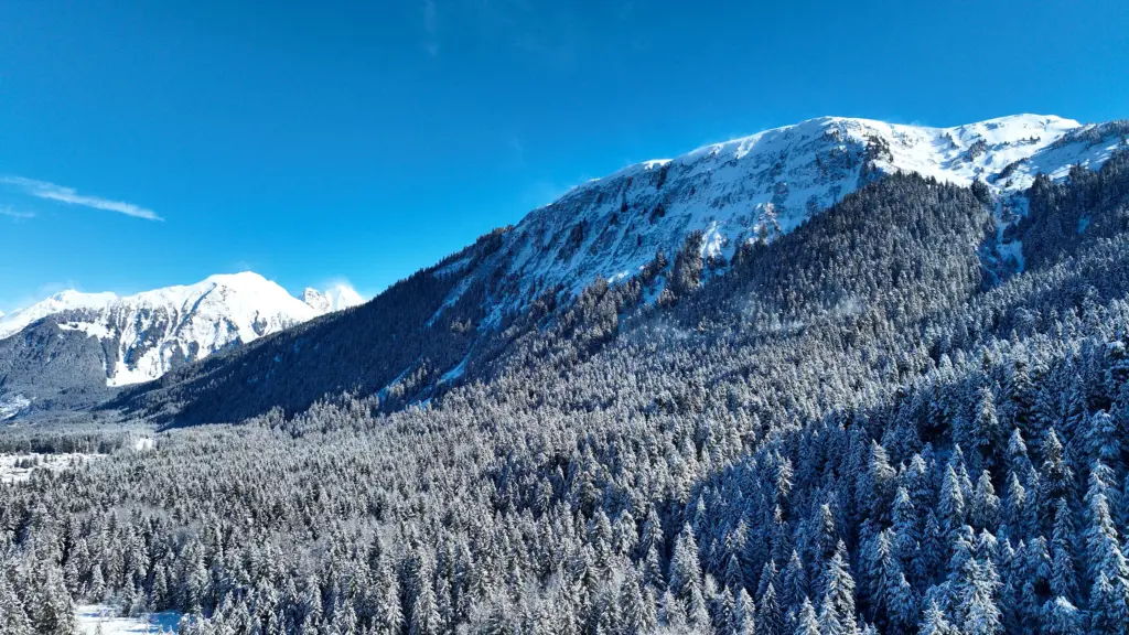 A snow-covered mountain and forested slopes under blue sky