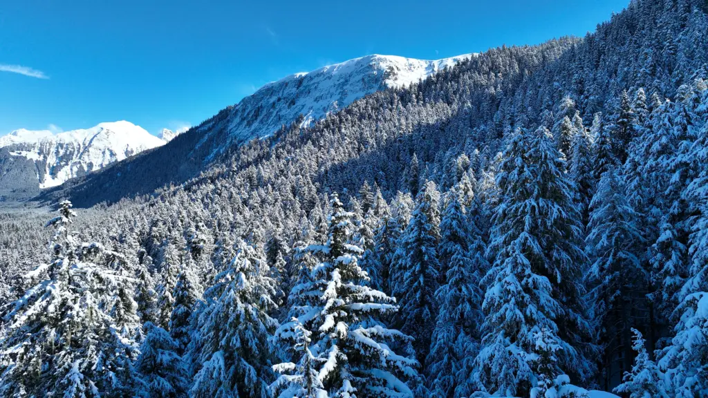 Snow-heavy spruce trees below a sunlit snowy ridge and distant white peaks