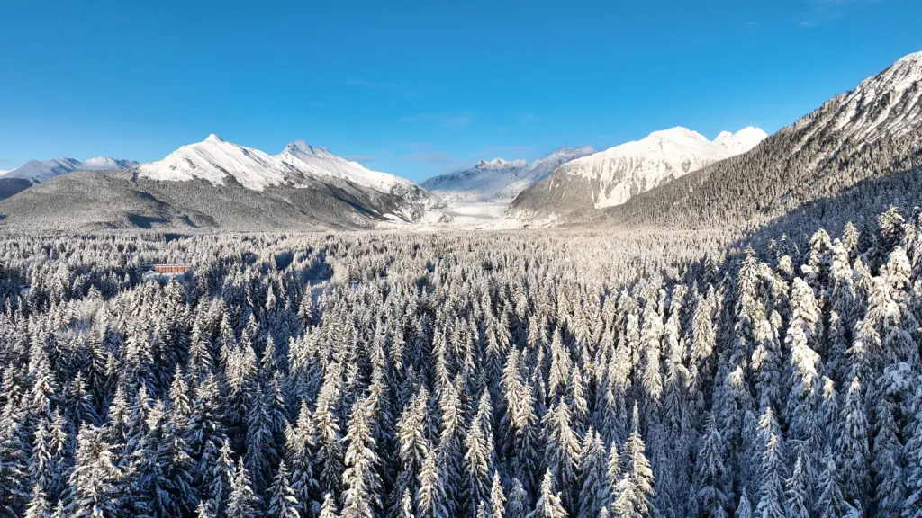 Mendenhall Glacier and snowy peaks above a snow-covered forest in December