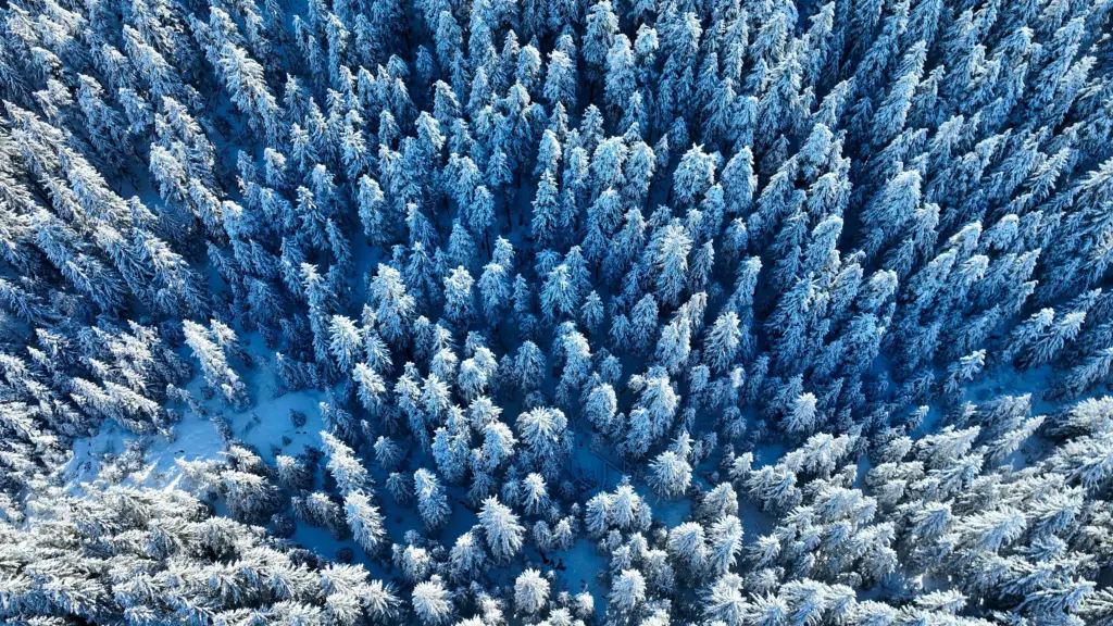 Looking straight down on snow-frosted spruce trees